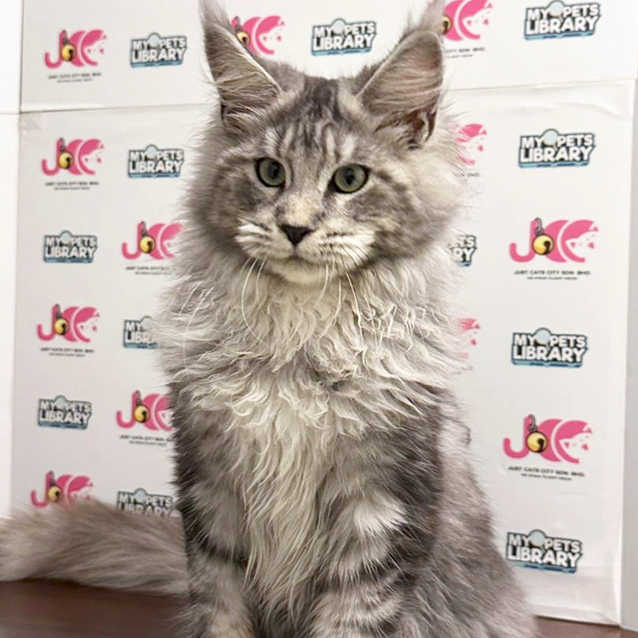 Maine Coon Kitten