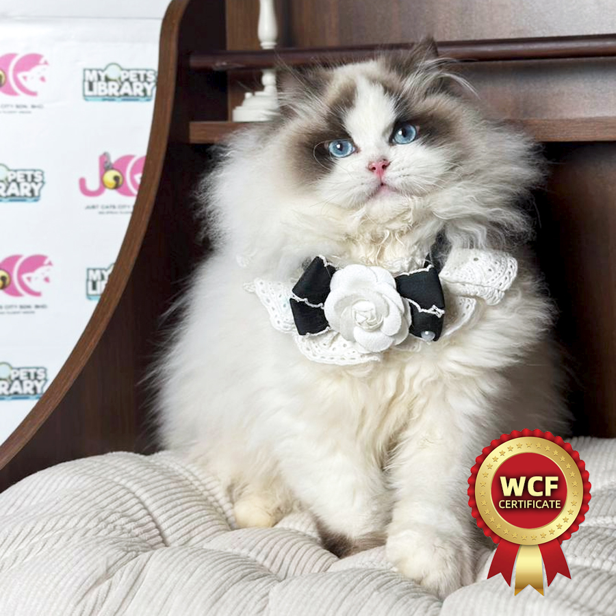 WCF Ragdoll Kitten