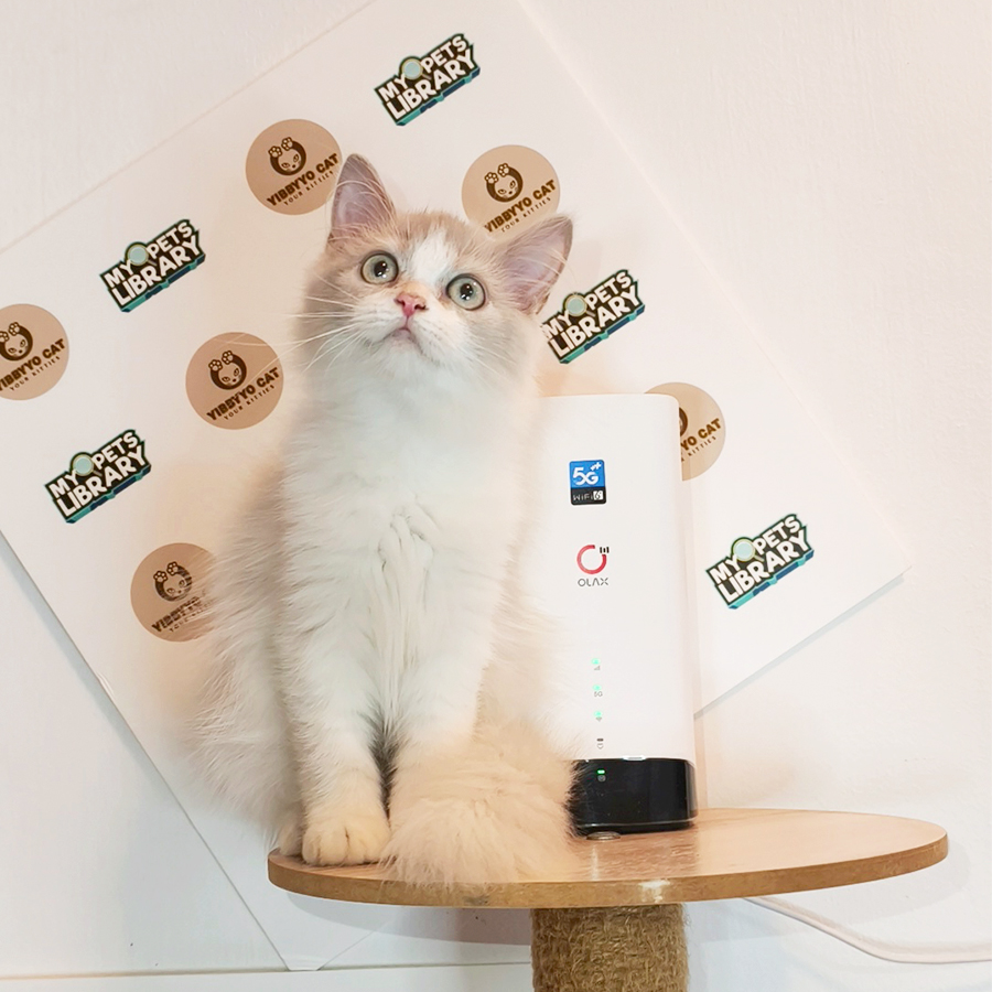 Siberian Neva Masquerade Kitten