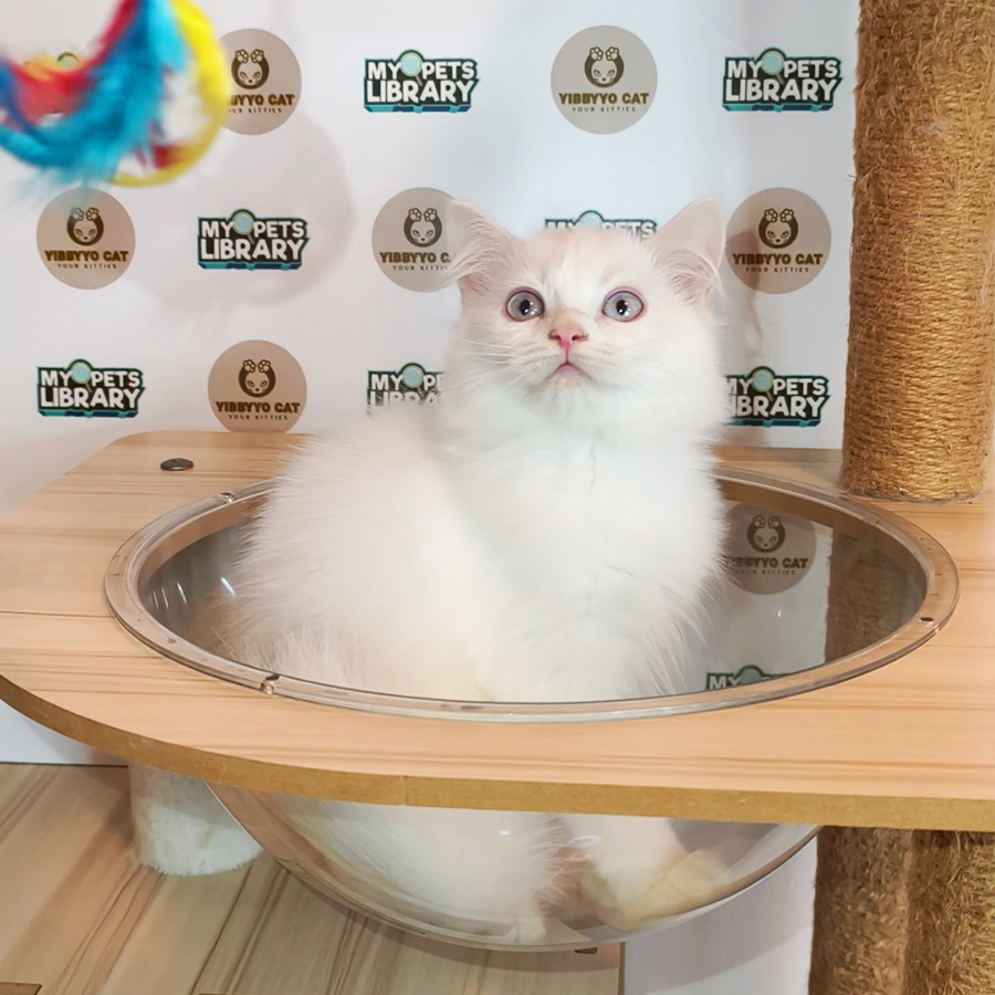 Siberian Neva Masquerade Kitten