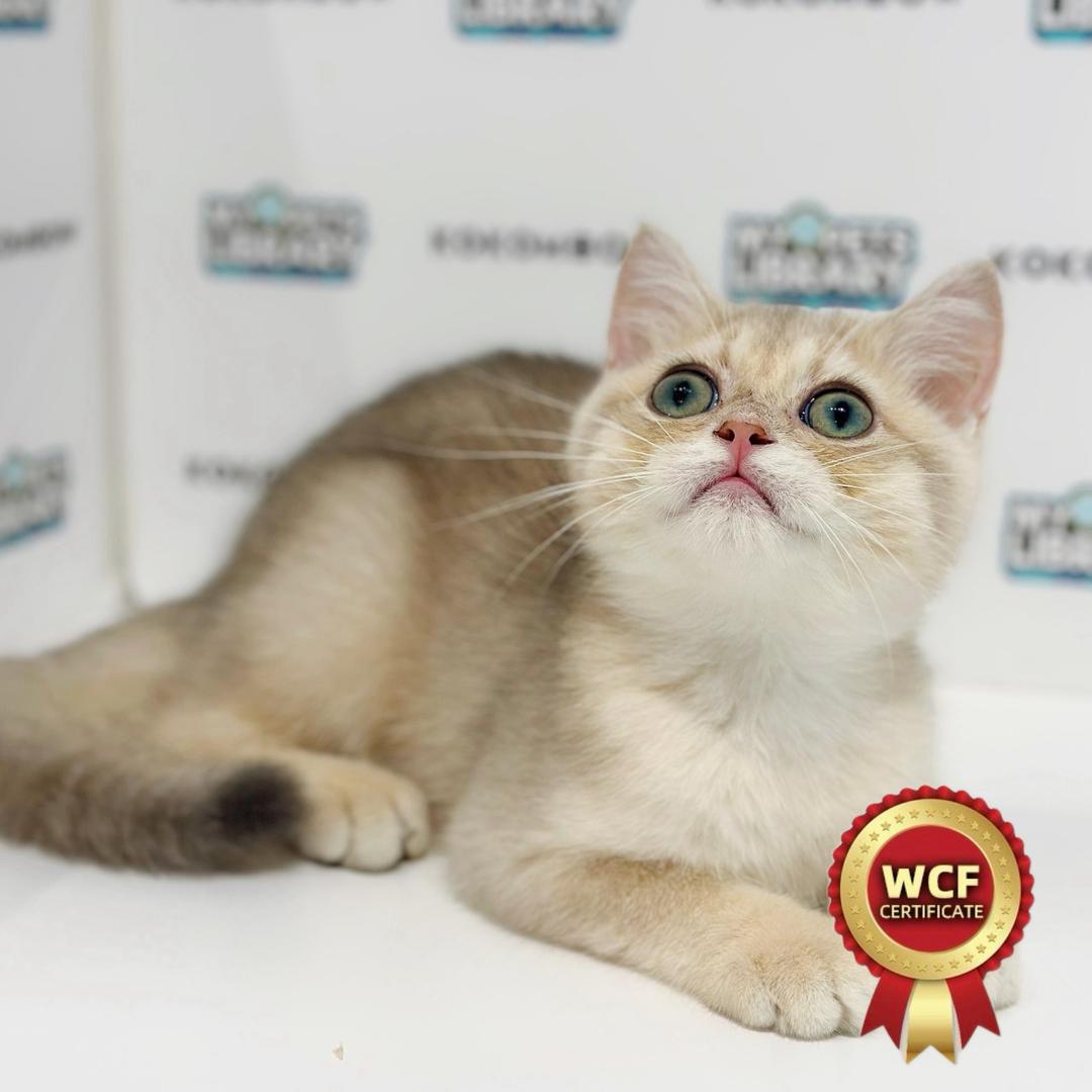 WCF British Shorthair Kitten
