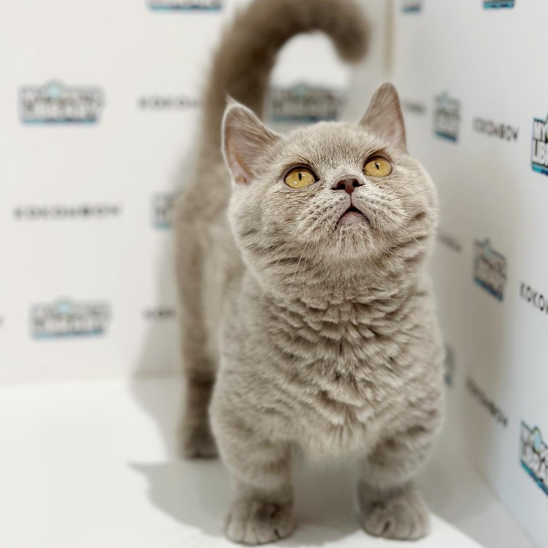 Super Short Munchkin British Shorthair Kitten