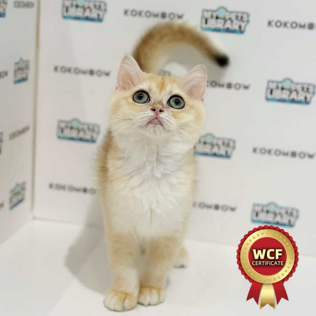 WCF British Shorthair Kitten