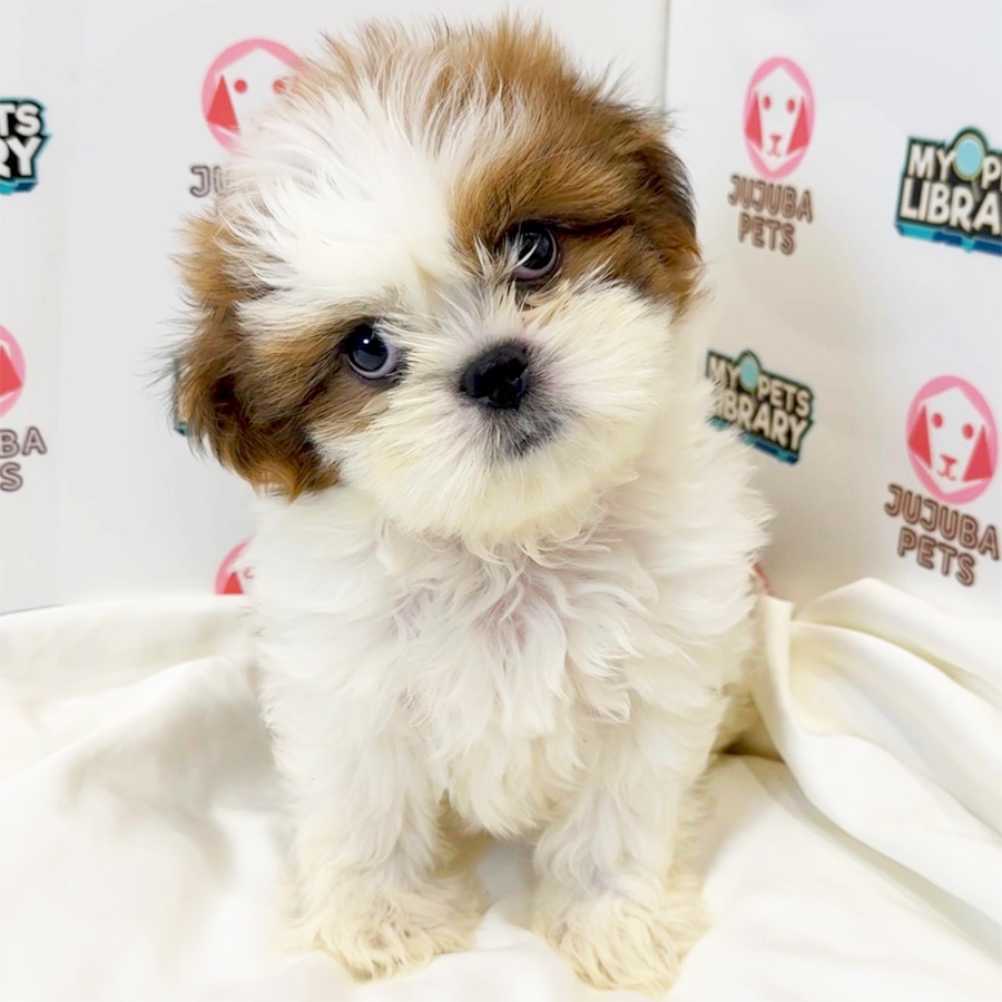 Shih Tzu Puppy