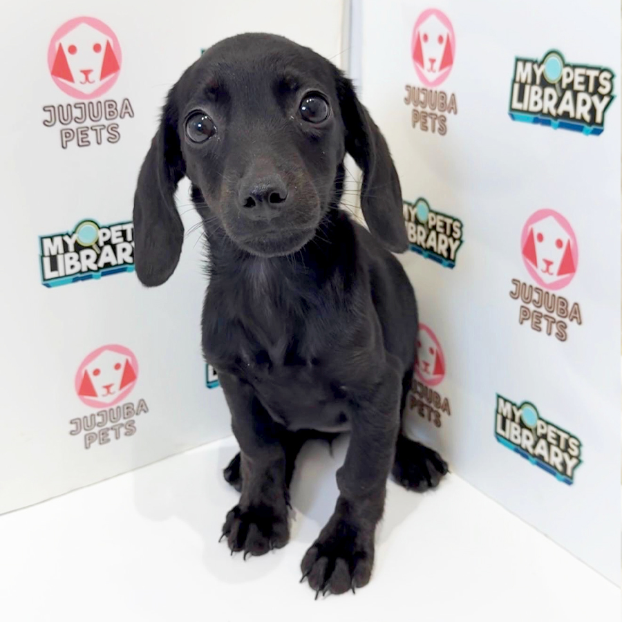 Dachshund Puppy