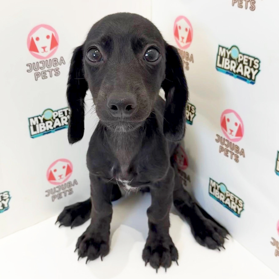 Dachshund Puppy