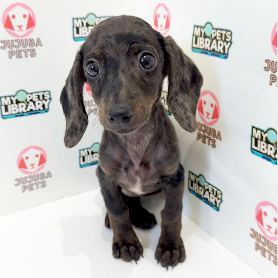 Dachshund Puppy