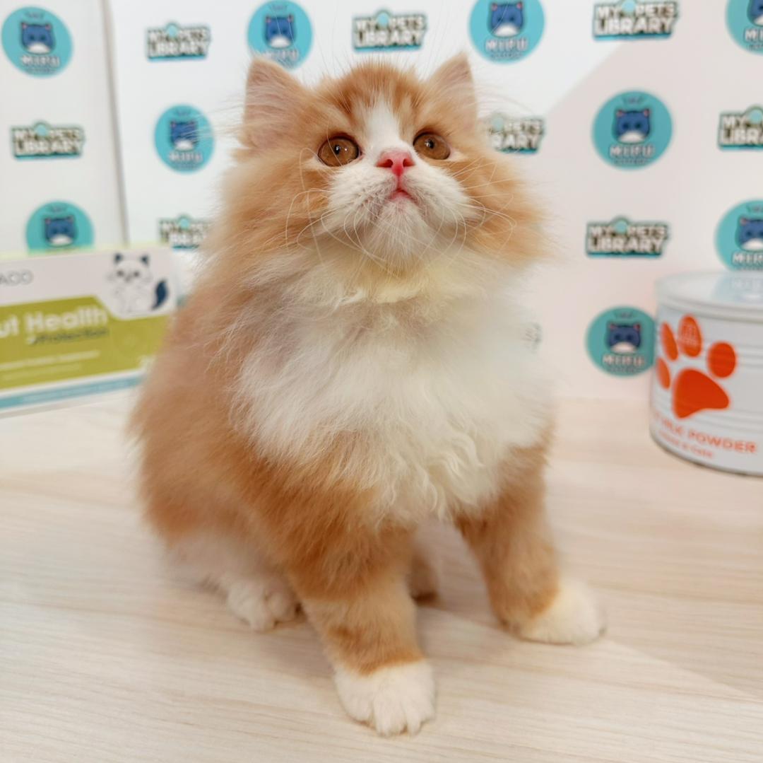 Persian Kitten