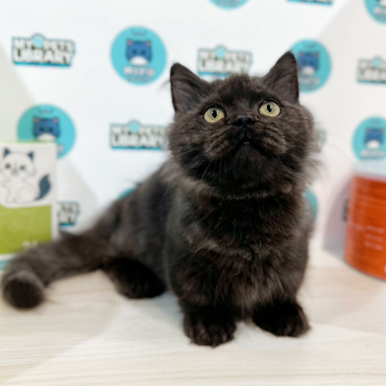 Super Short Minuet Napoleon Kitten