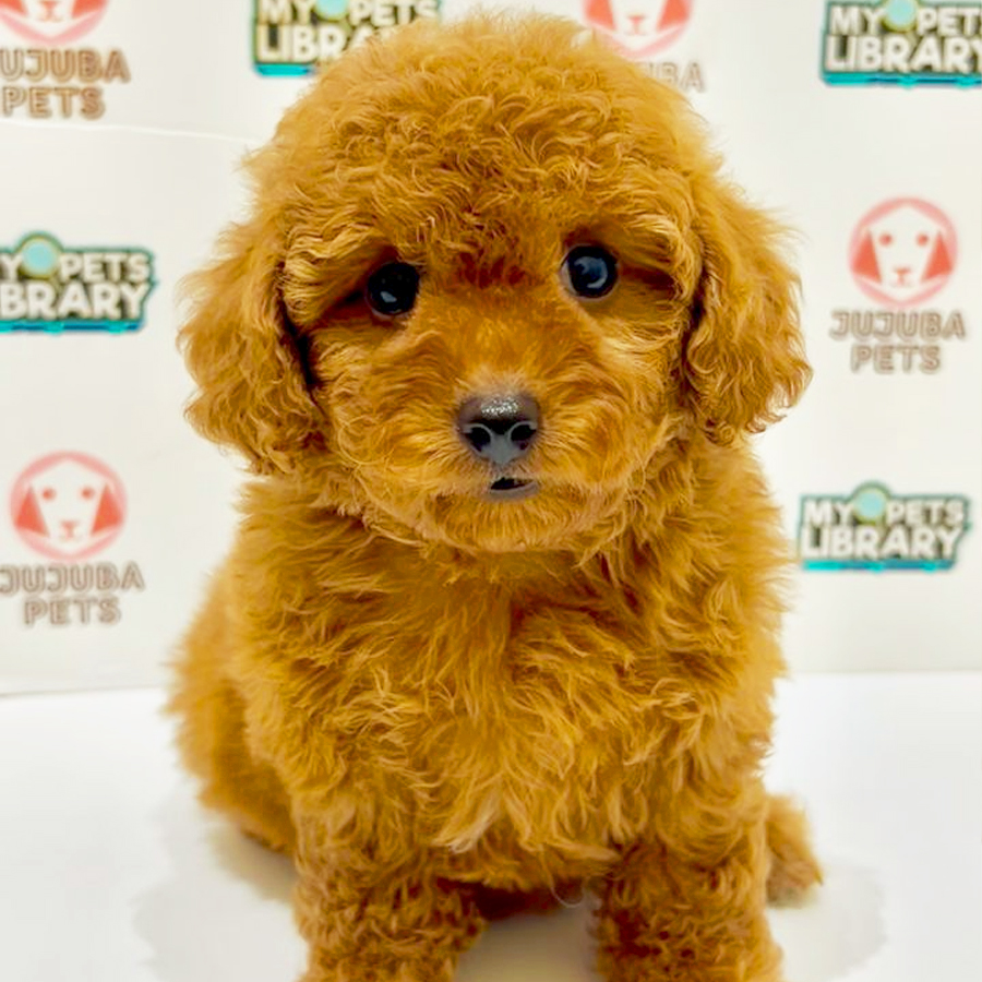 Toy Poodle Puppy