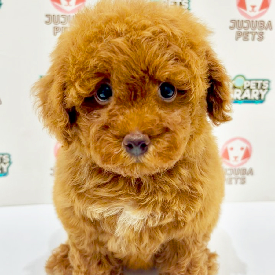 Toy Poodle Puppy