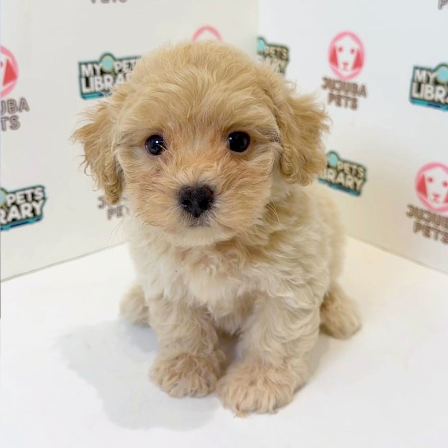 Poochon Puppy