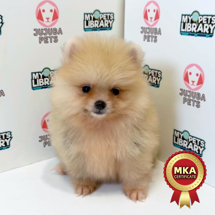 MKA Pomeranian Puppy