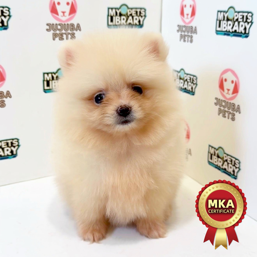 MKA Pomeranian Puppy