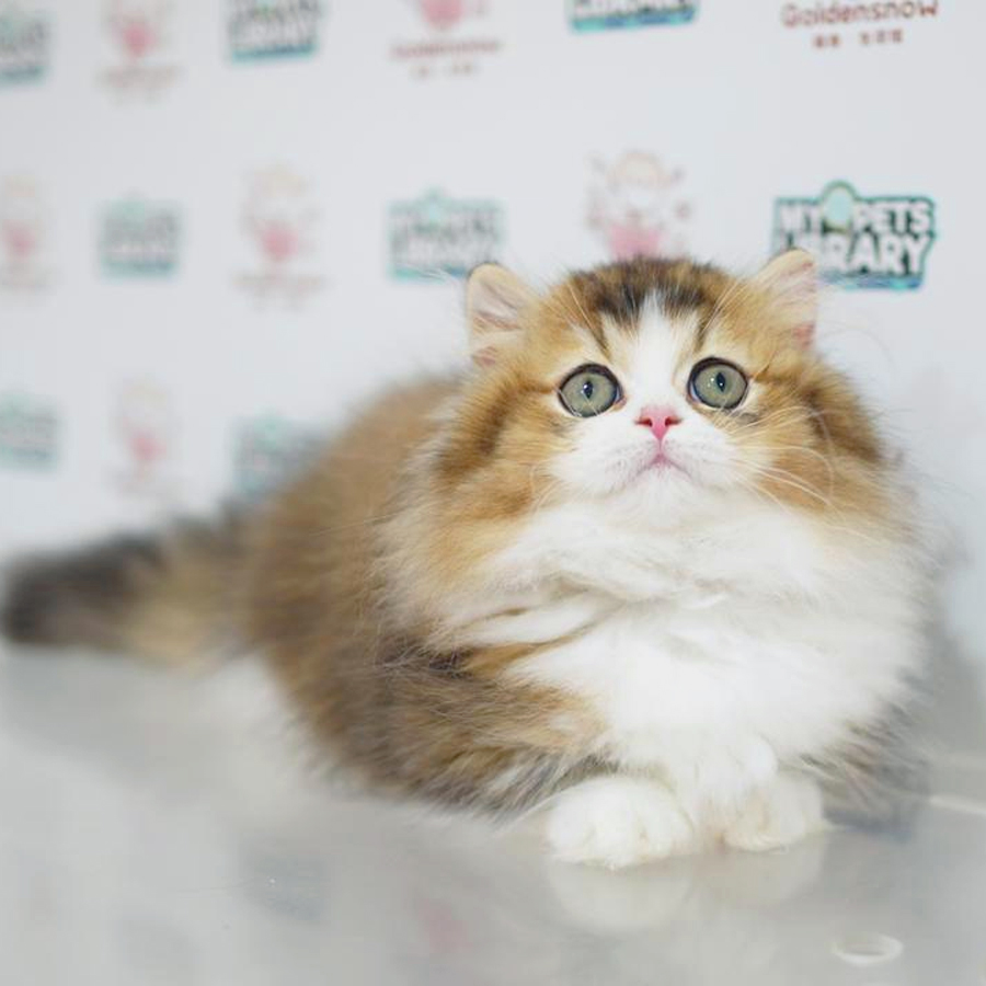 Short Leg Munchkin Longhair Kitten