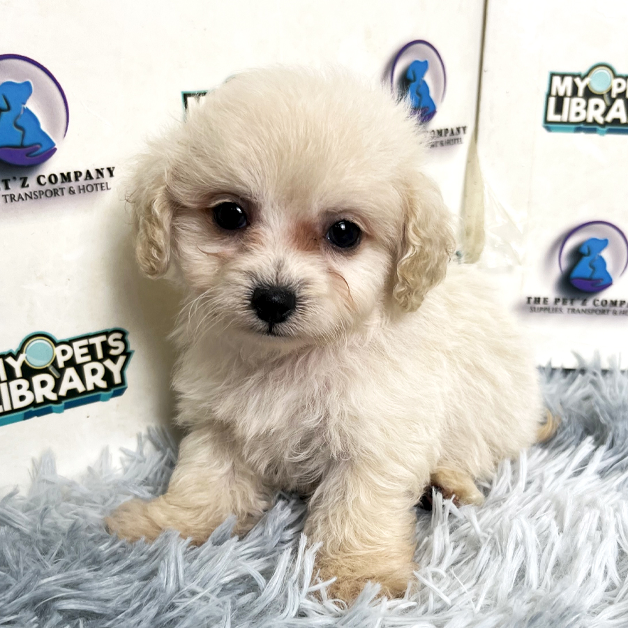 Maltipoo Puppy