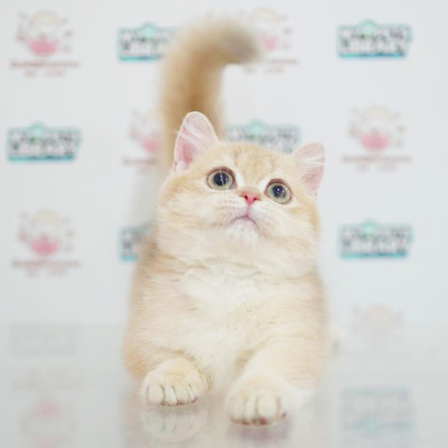Short Leg Munchkin Kitten