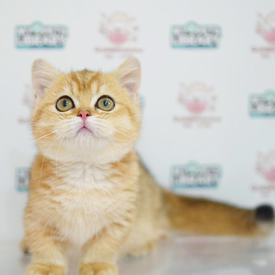 Short Leg Munchkin Kitten