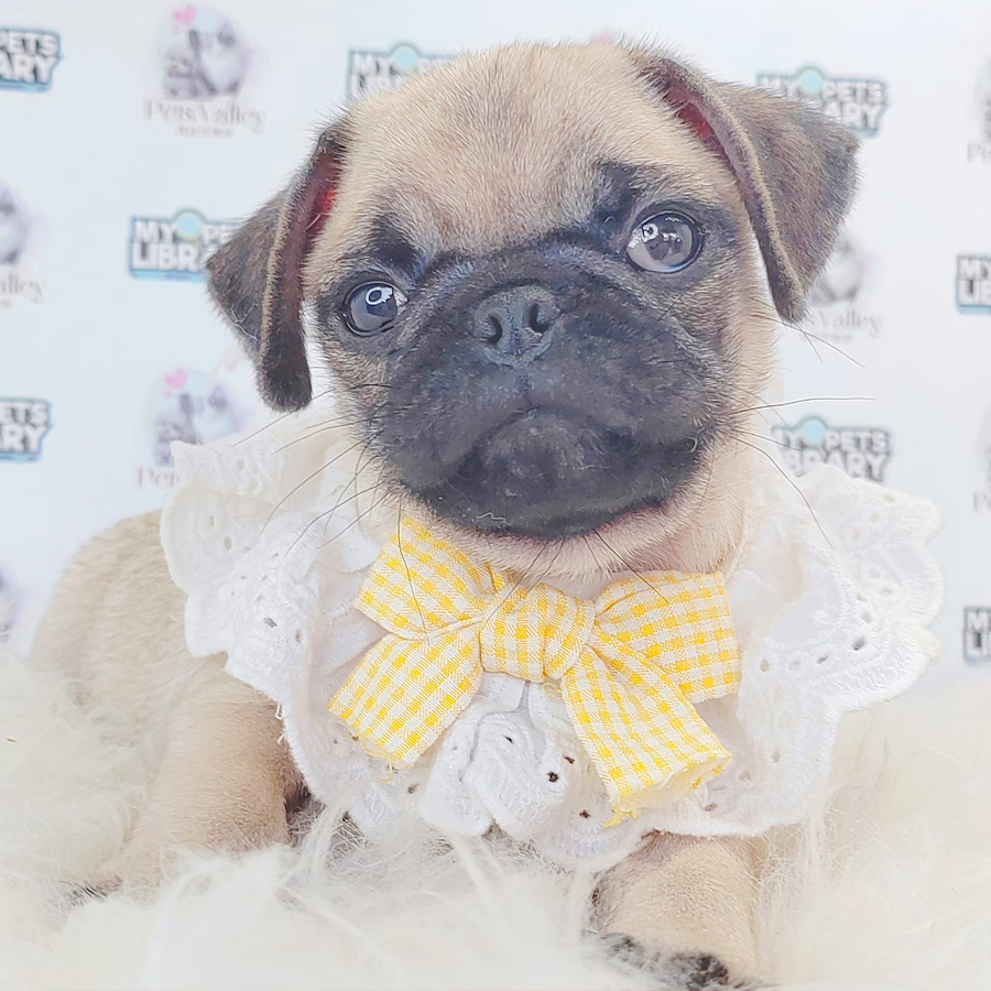 Pug Puppy