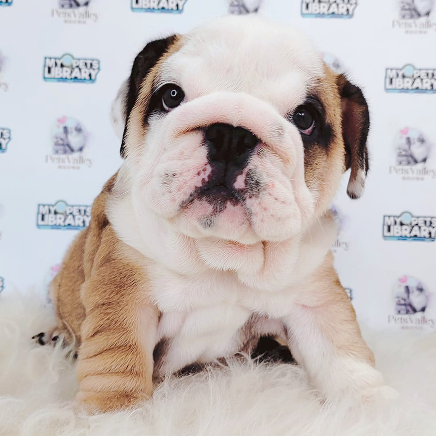 English Bulldog Puppy