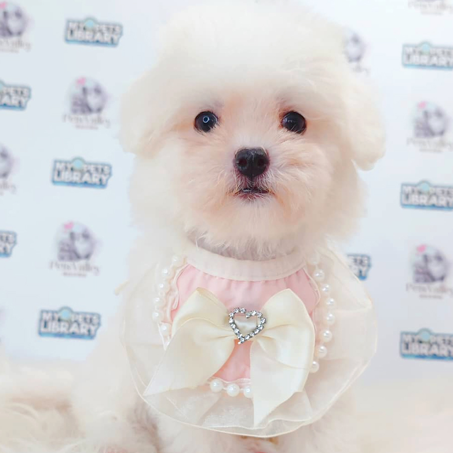 Bichon Frise Puppy