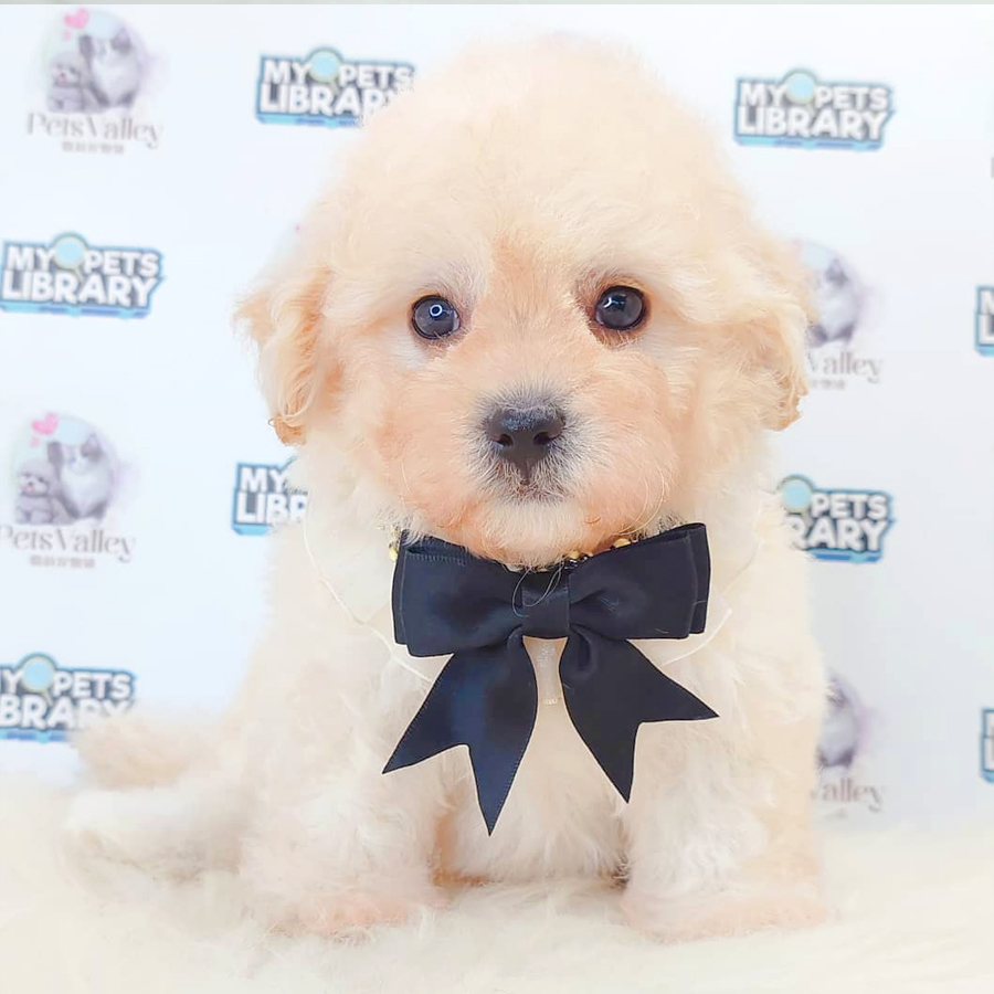 Maltipoo Puppy