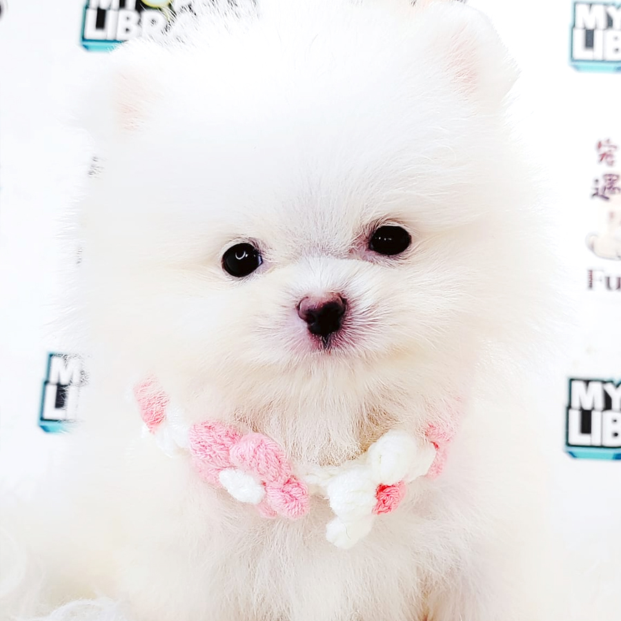 Tiny Pomeranian Puppy