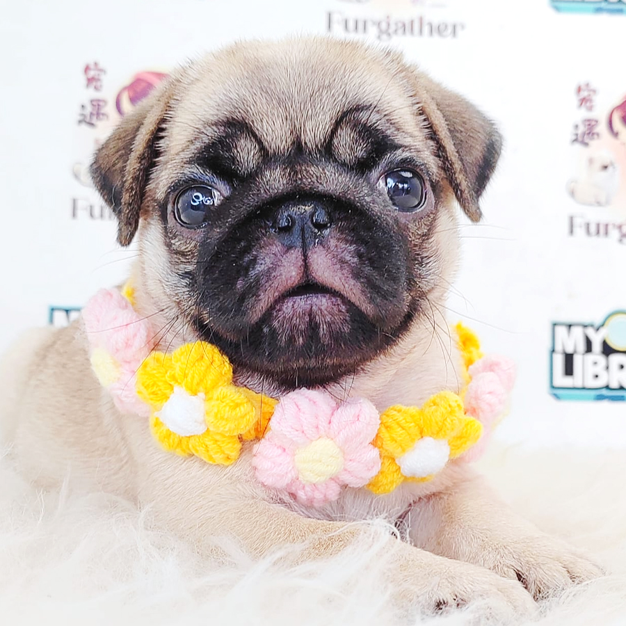 Pug Puppy
