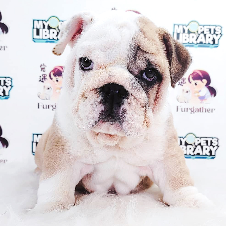 English Bulldog Puppy