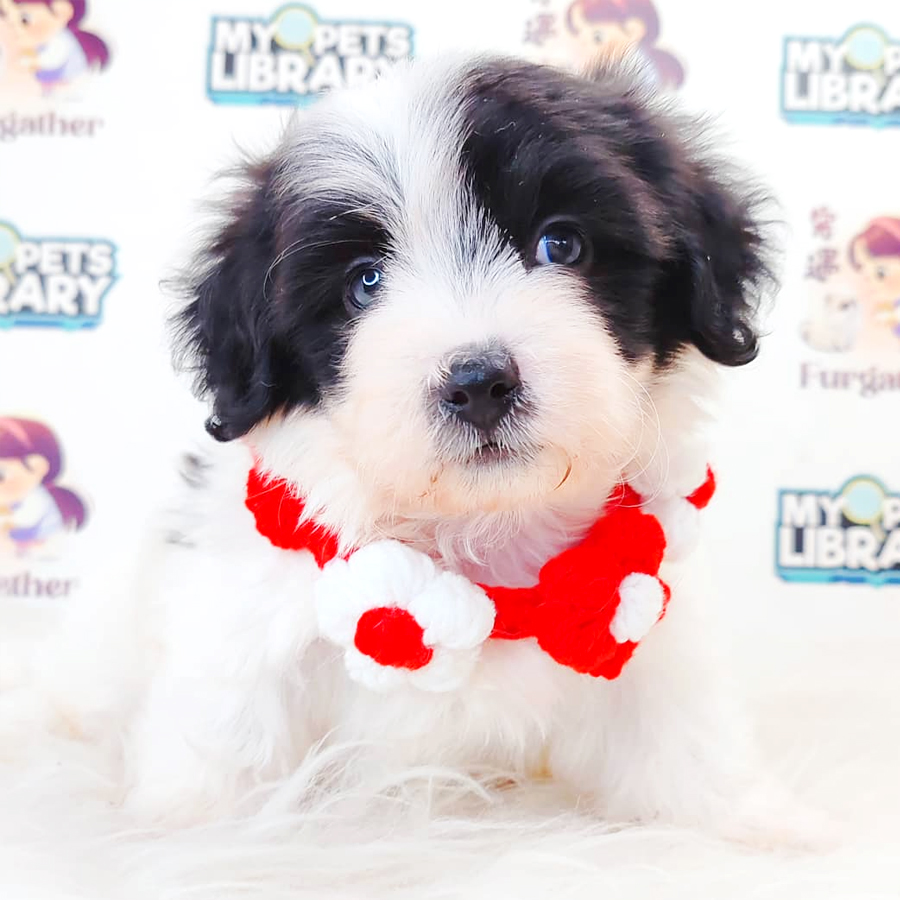 Malshipoo Puppy
