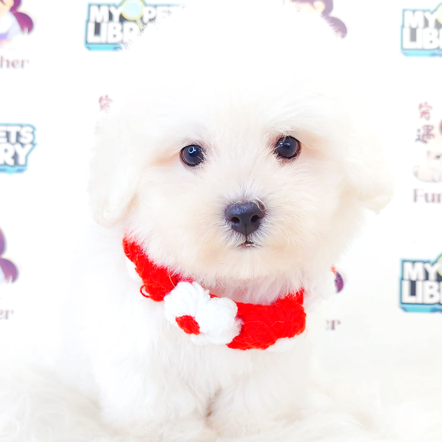 Bichon Frise Puppy