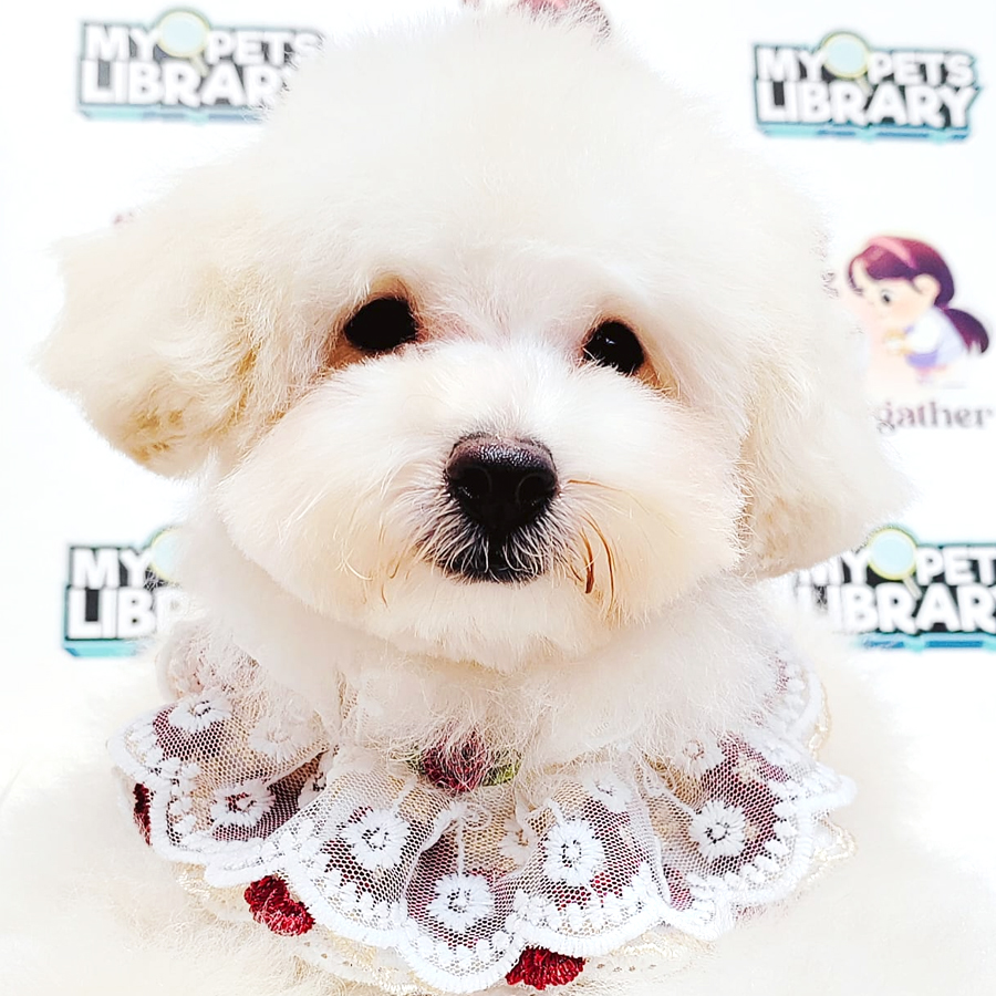 Bichonpoo Puppy