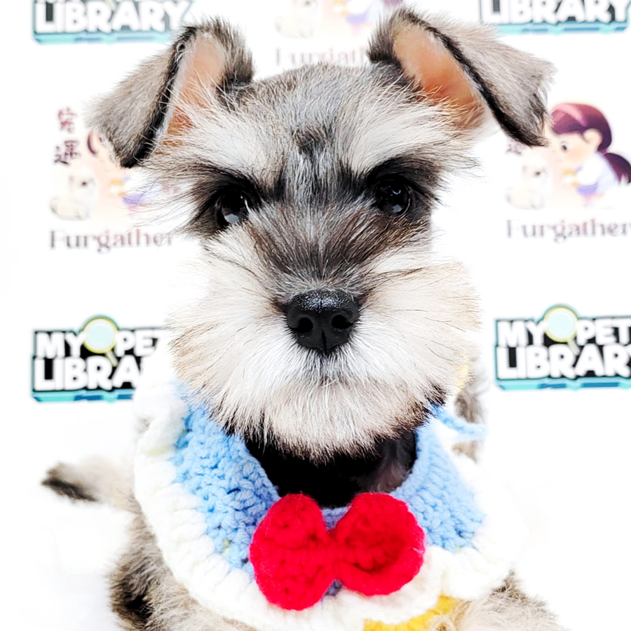 Schnauzer Puppy