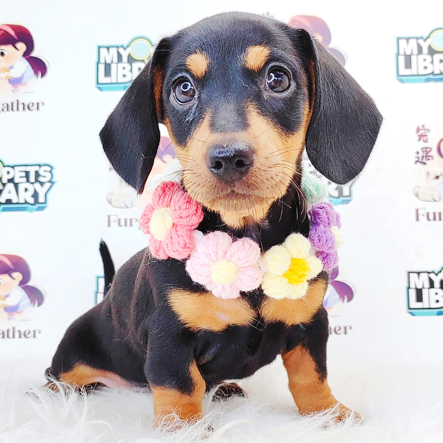 Shortcoat Dachshund Puppy