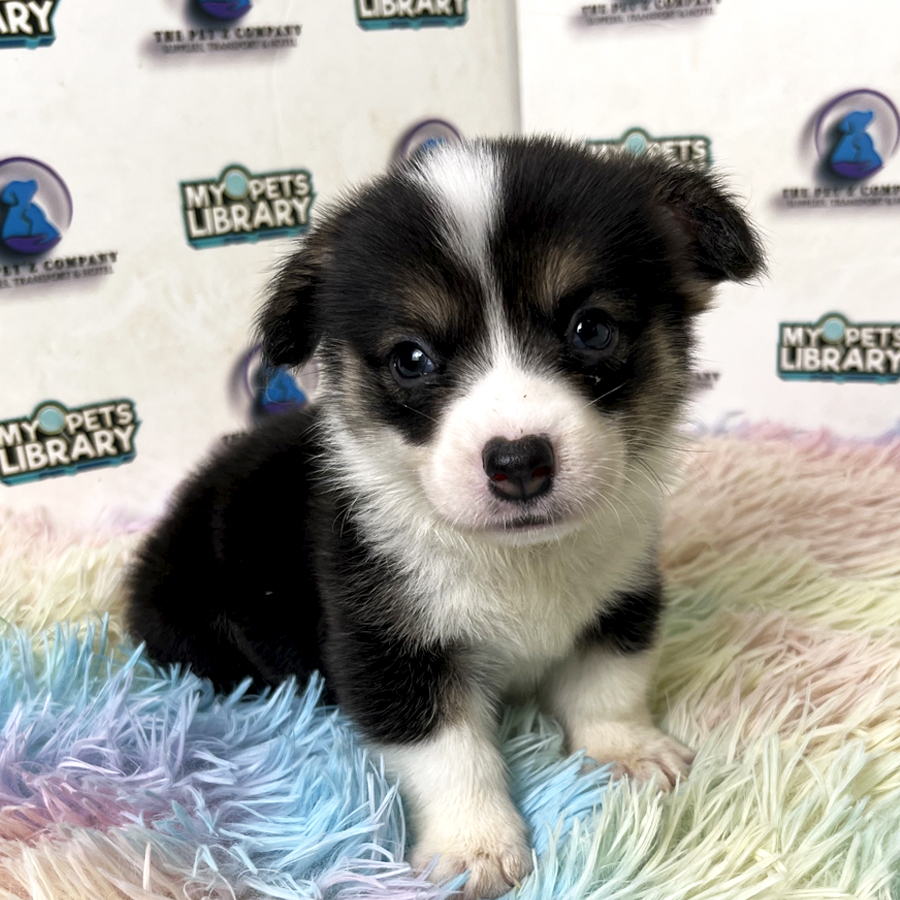 Corgi Puppy