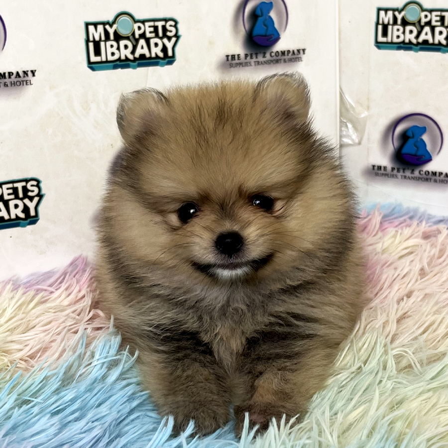 Pomeranian Puppy