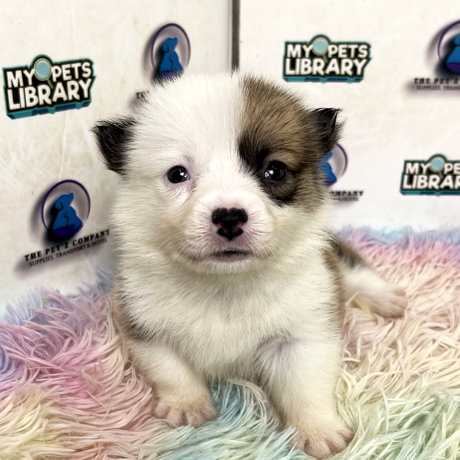 Corgi Puppy