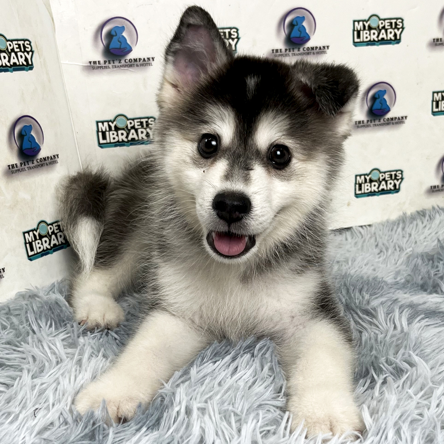 Pomsky Puppy