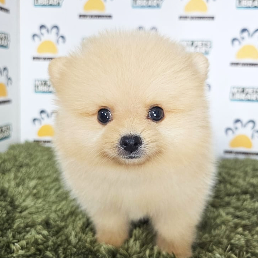 Tiny Pomeranian Puppy