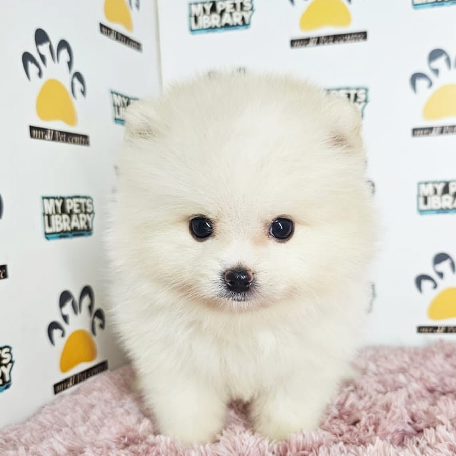 Tiny Pomeranian Puppy