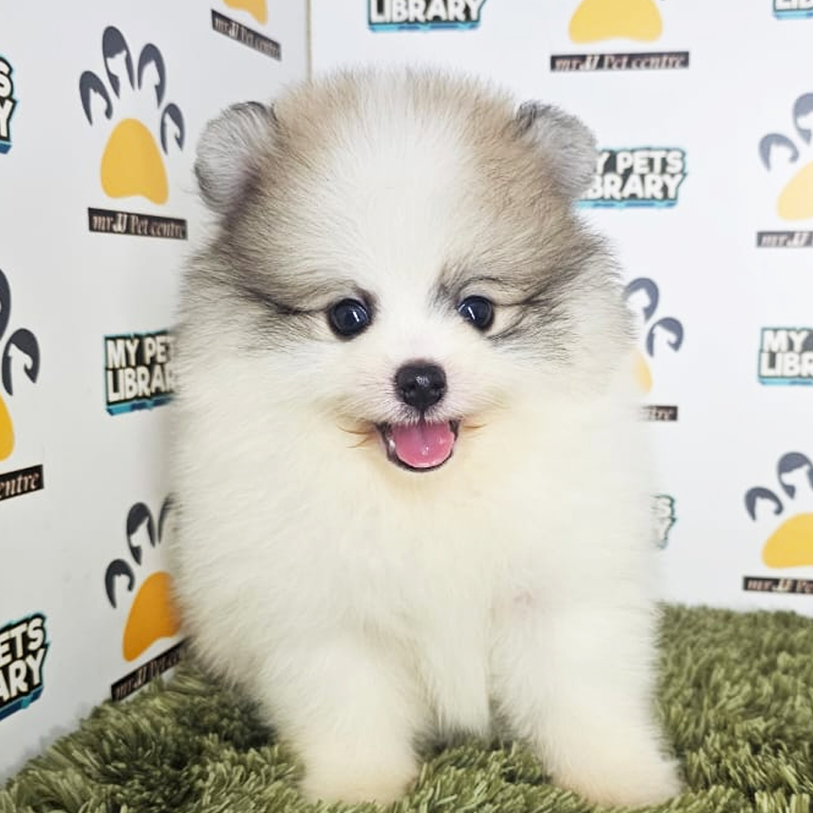 Tiny Pomeranian Puppy