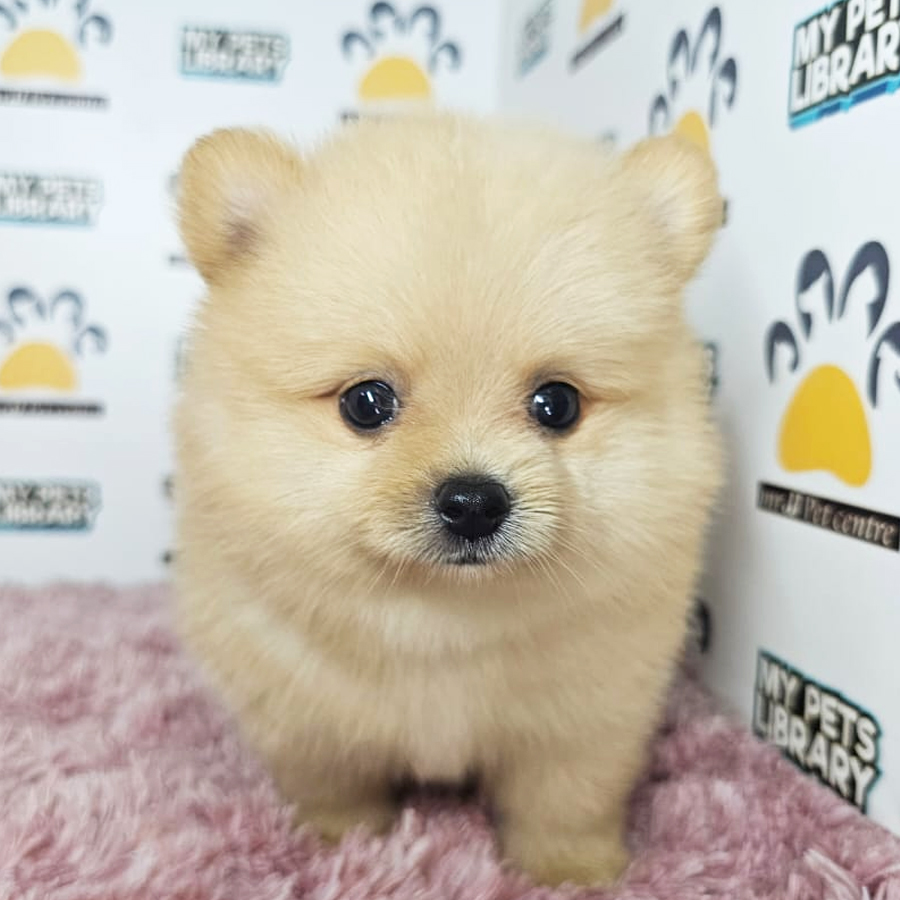 Tiny Pomeranian Puppy