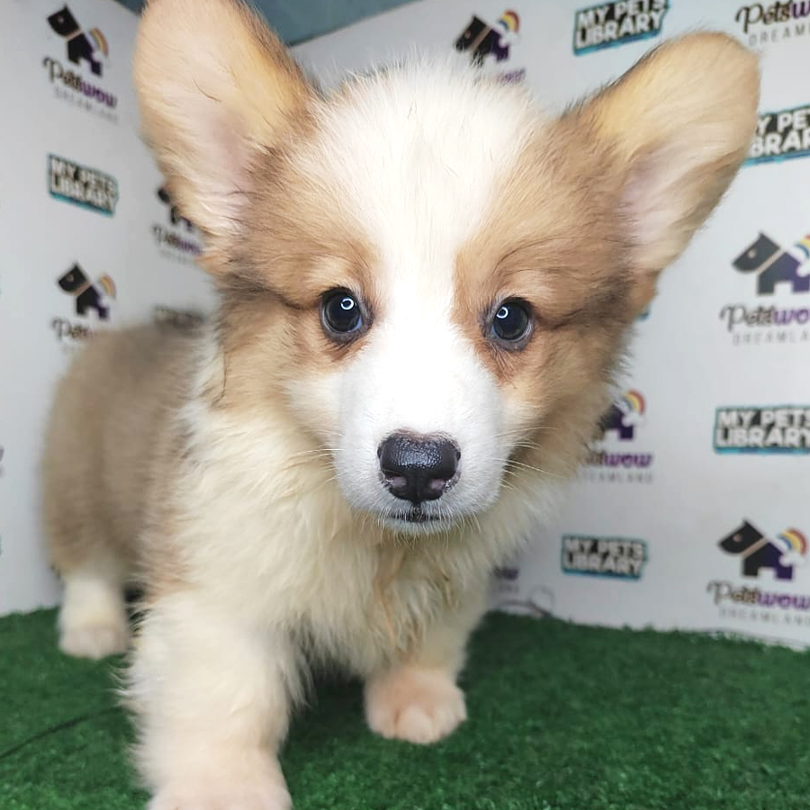 Long Coat Pembroke Welsh Corgi Puppy