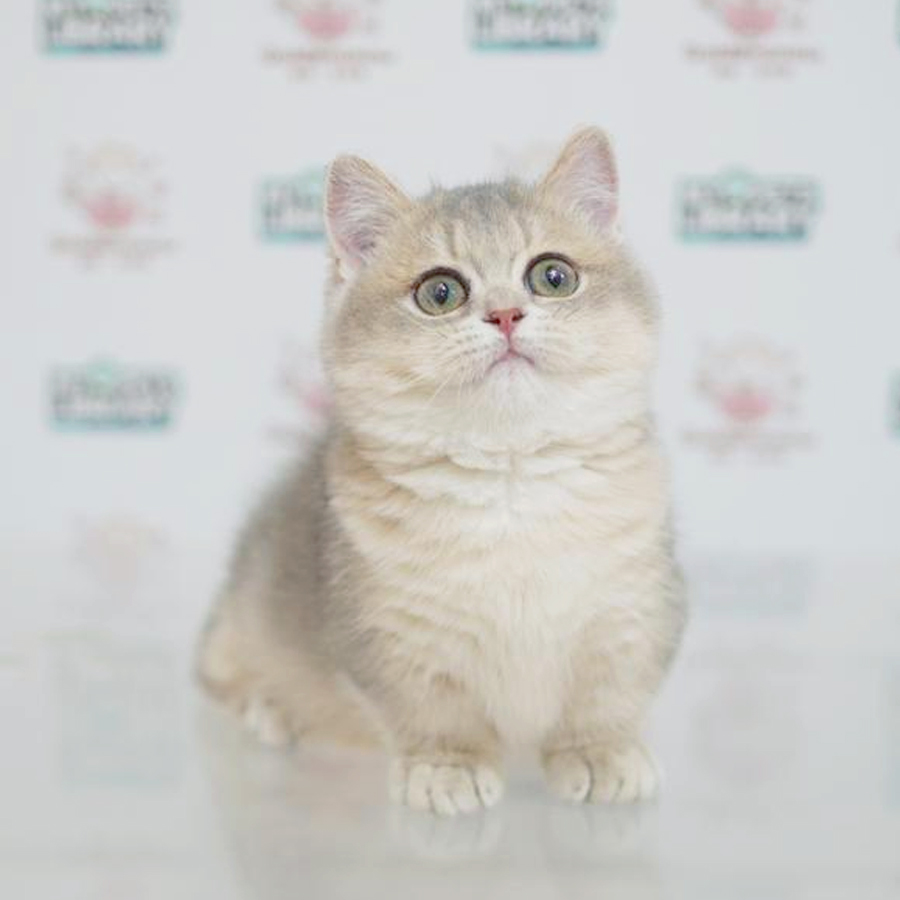 Short Leg Munchkin Kitten