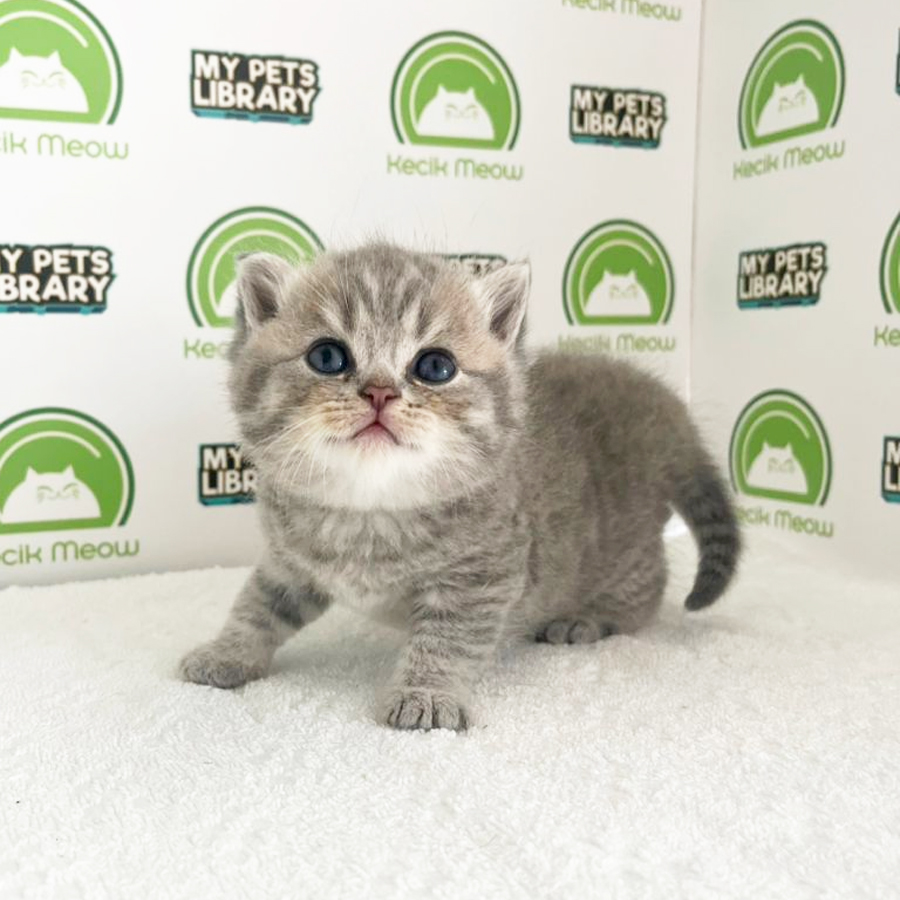 British Shorthair Kitten