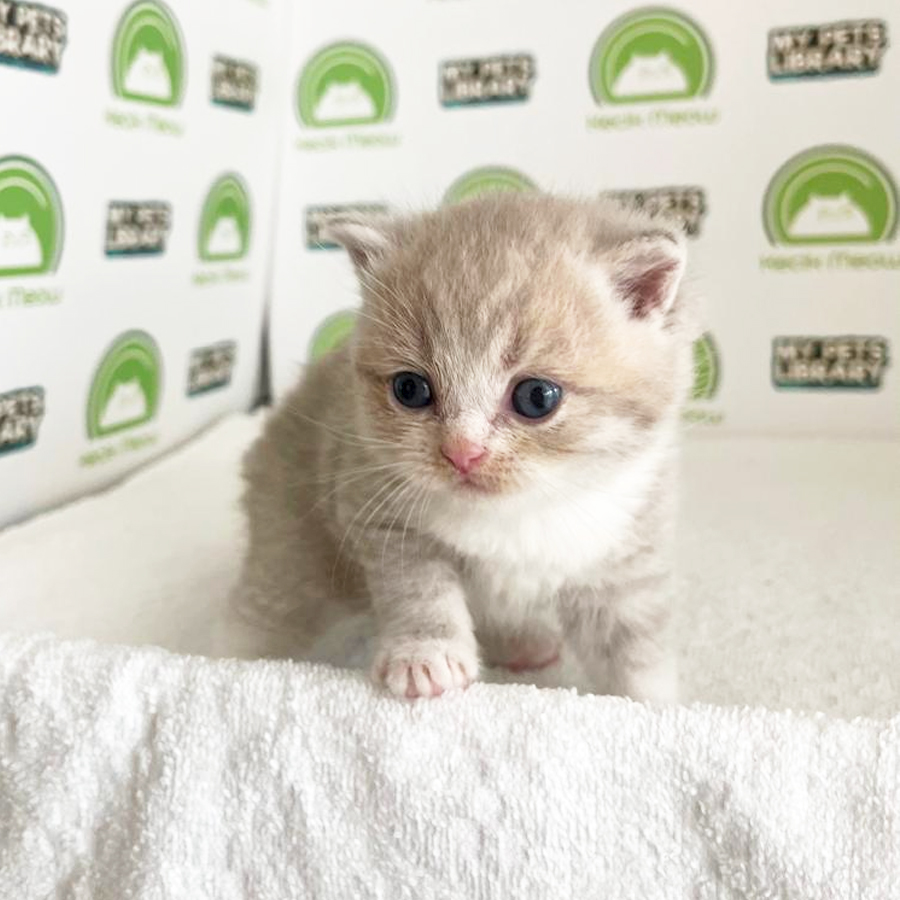 British Shorthair Kitten