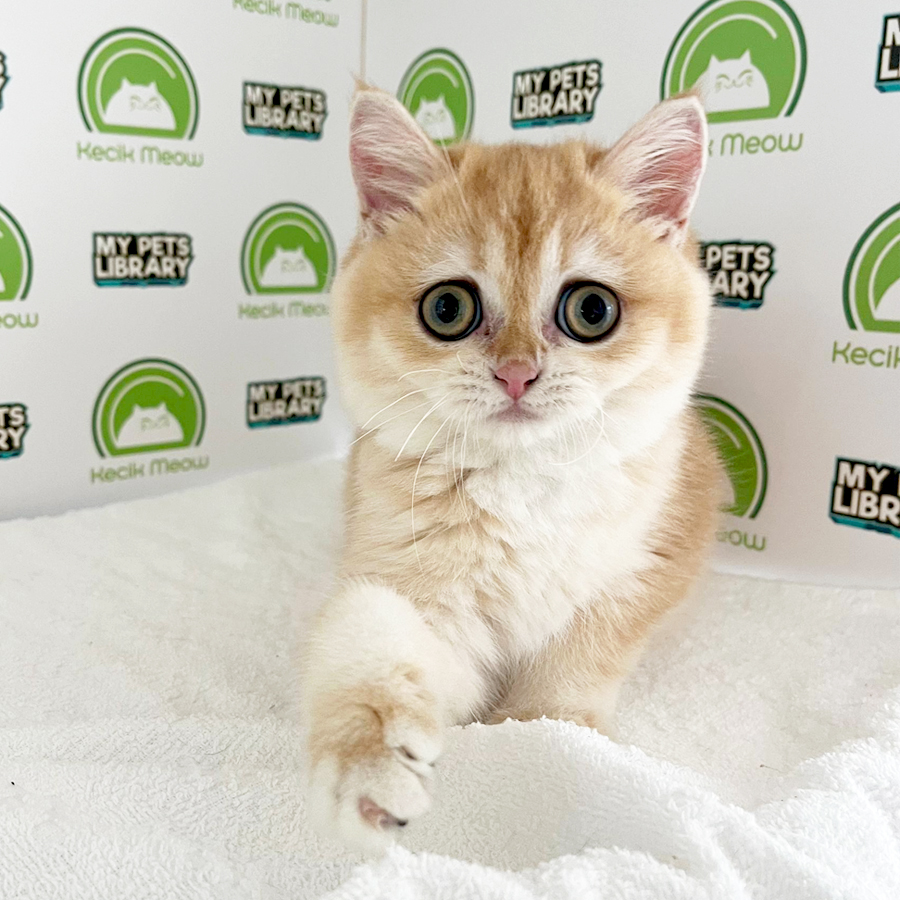 British Shorthair Kitten