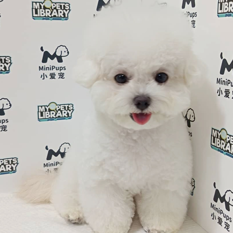 Super Tiny Bichon Frise Puppy