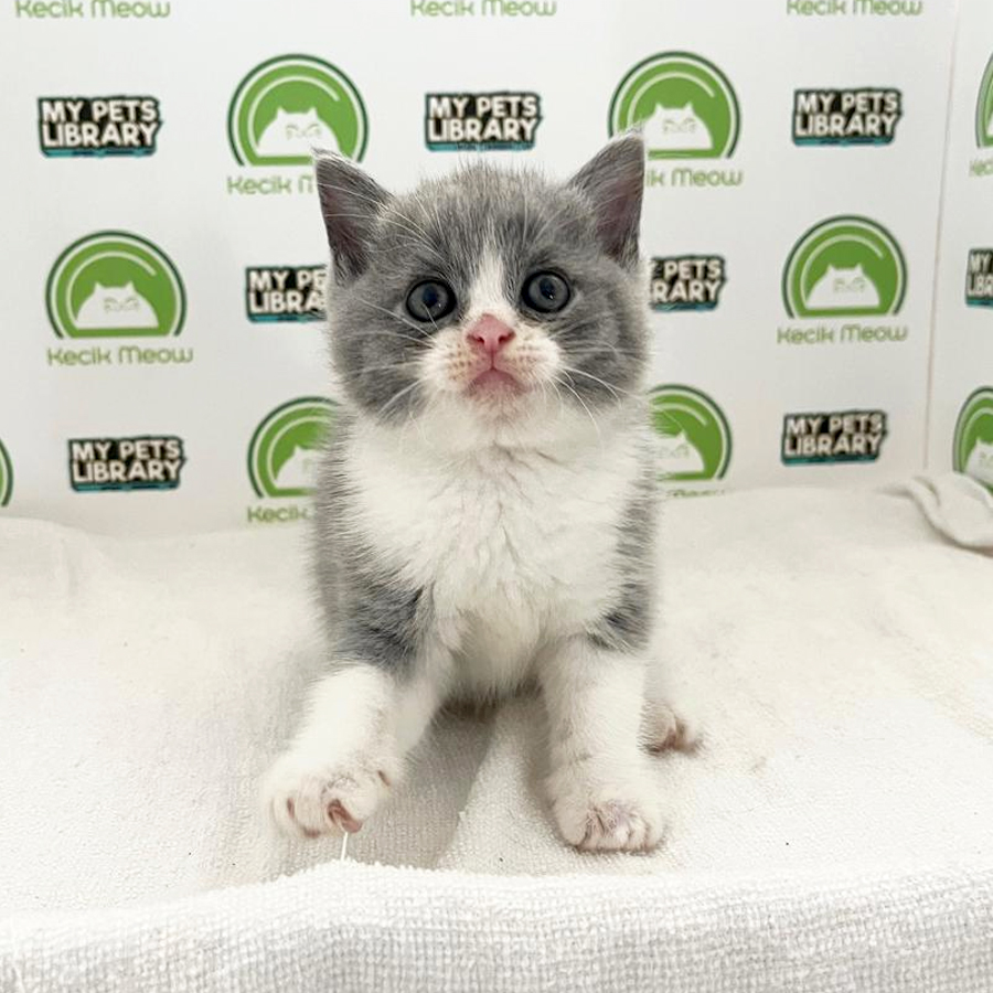 British Shorthair Kitten