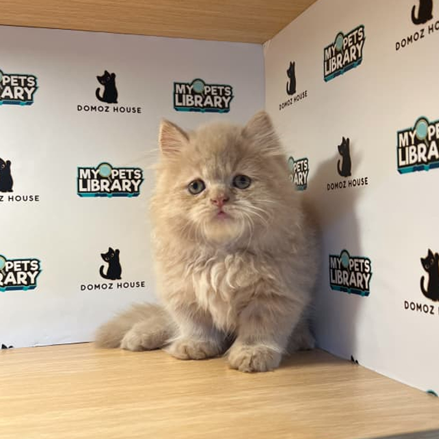 Minuet Napoleon KittenA